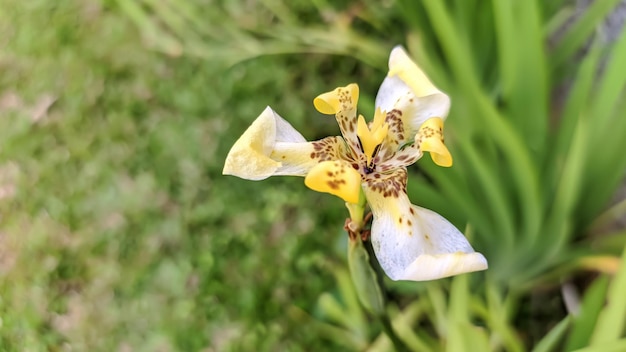 SCHÖNE CYPELLA-BLUMENFOTOS IN INDONESIEN