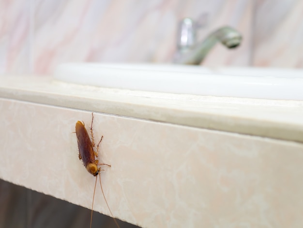 Schabe im Haus auf Hintergrund der Toilette