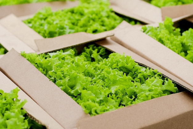 Schachtel mit frischem, reifem grünen Salat. Bio-Gemüse, kleiner lokaler Bauernhof, landwirtschaftliches Konzept.