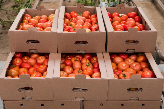 Schachtel mit frischen reifen roten Tomaten. Bio-Gemüse, kleiner lokaler Bauernhof, landwirtschaftliches Konzept. Frische Ernten