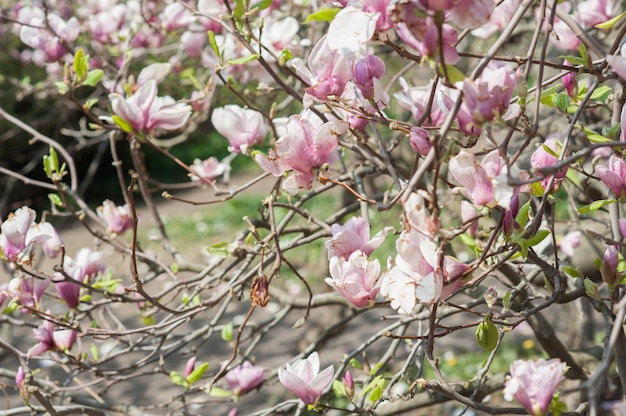 Schäbige Magnolie, wettergegerbte Blume