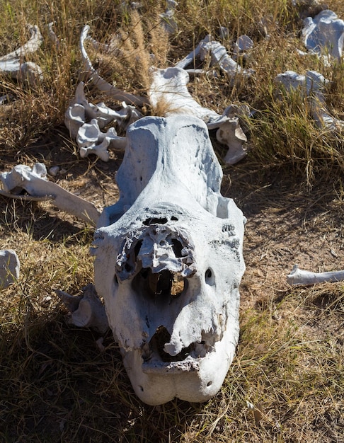 Schädel eines großen Nashorns im Gras in Simbabwe