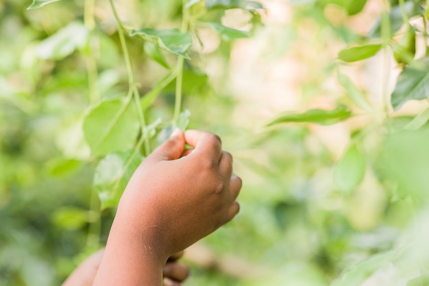 Schädlingspflanzenblattkrankheit in der Landwirtschaft Parasit pestizidfrei in Bio-Lebensmitteln Mitte Hispanic Woman