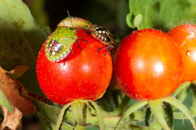 Schädlingsschädliche Schildkröte auf reifen Tomaten Nahaufnahme