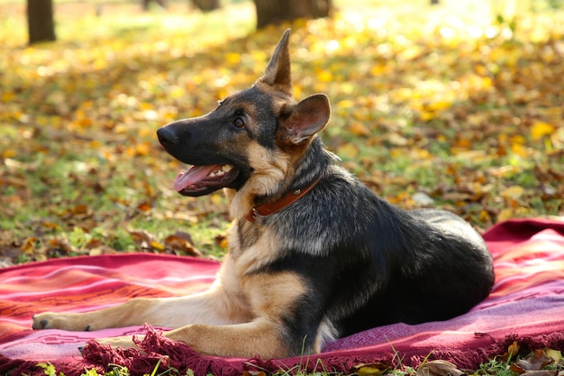 Schäferhund auf der Bettdecke im Herbstpark. Hund im Wald