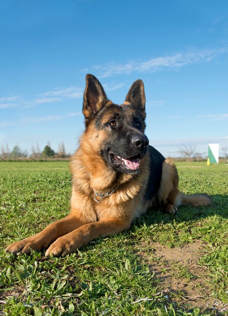 Schäferhund auf Weiß