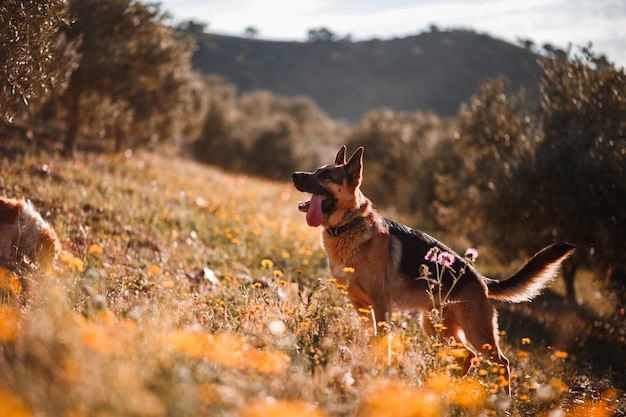 Schäferhund, der auf Feld von gelben Blumen und von Olivenbäumen spielt