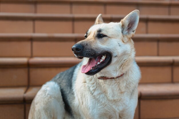 Schäferhund, der beiseite schaut und im Haus auf den Boden legt und auf seinen Besitzer wartet