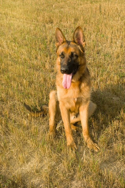 Schäferhund, der draußen auf einem Gebiet stillsteht und geht.