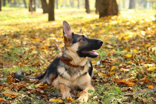 Schäferhund, der im Herbstpark, Hund im Wald liegt