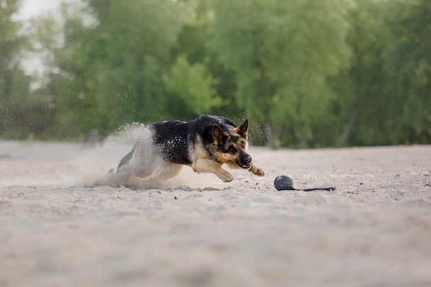 Schäferhund läuft im Freien