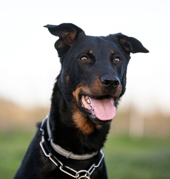 Schäferhund von Beauce trainiert in der Natur für Sicherheit