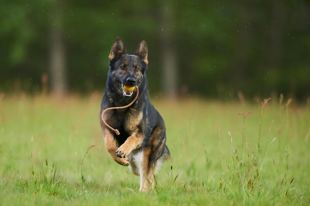 Foto schäferhund