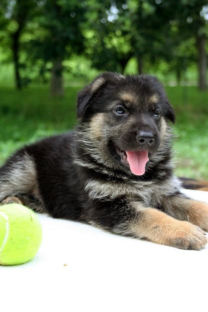 Schäferhundwelpe auf Park