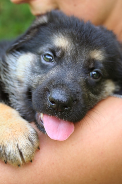 Schäferhundwelpe mit Frau