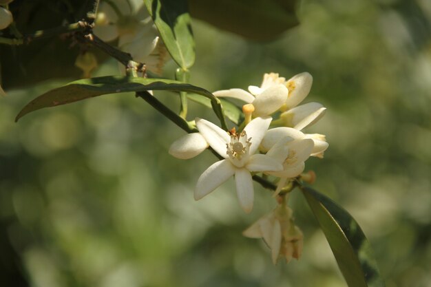 Schärfentiefe weißes Blumenfeld unter dem Tageslicht der Sommersaison