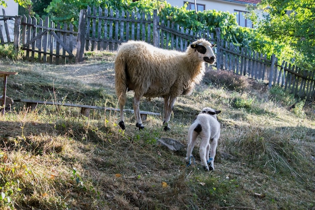 Schaf und Lamm auf der Wiese