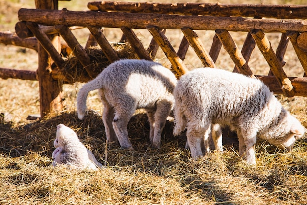 Schafe auf dem Bauernhof, die Heu fressen