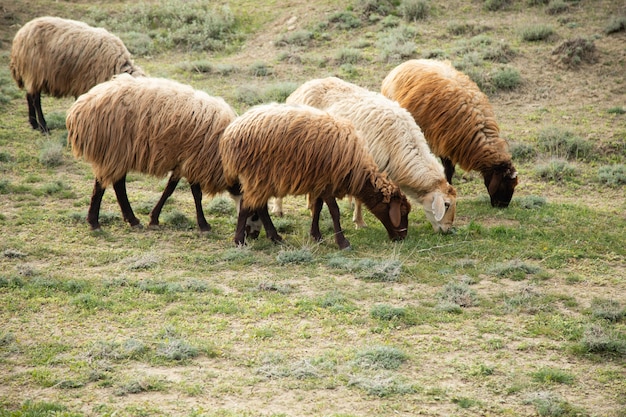 Schafe auf dem Feld fressen Gras