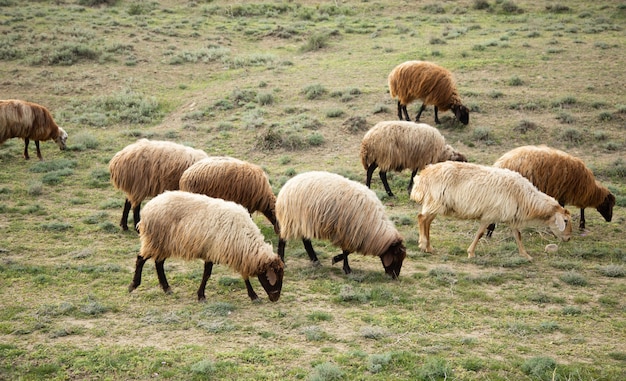 Schafe auf dem Feld fressen Gras