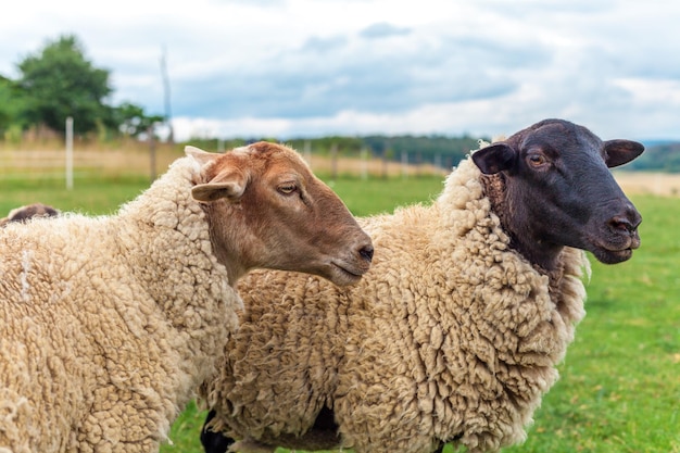 Foto schafe auf dem feld