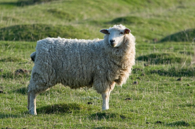 Schafe auf dem Feld