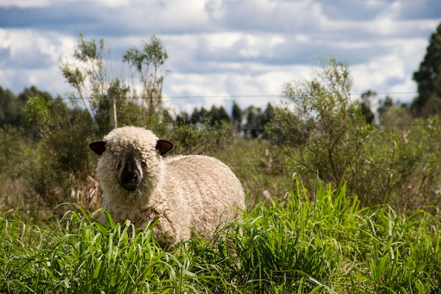 Schafe auf dem Feld