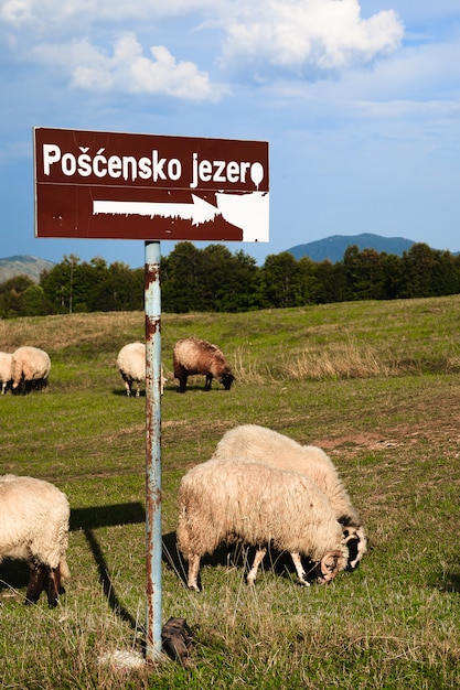 Foto schafe auf den bergfeldern.