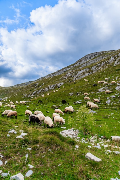 Schafe auf den Bergfeldern.