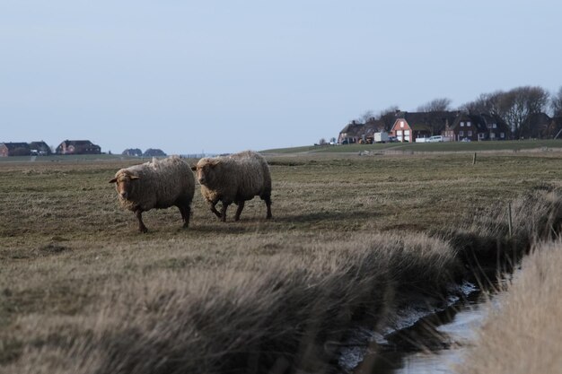 Foto schafe auf den feldern