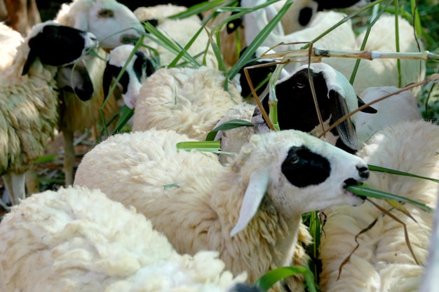 Foto schafe auf der farm fressen glücklich gras