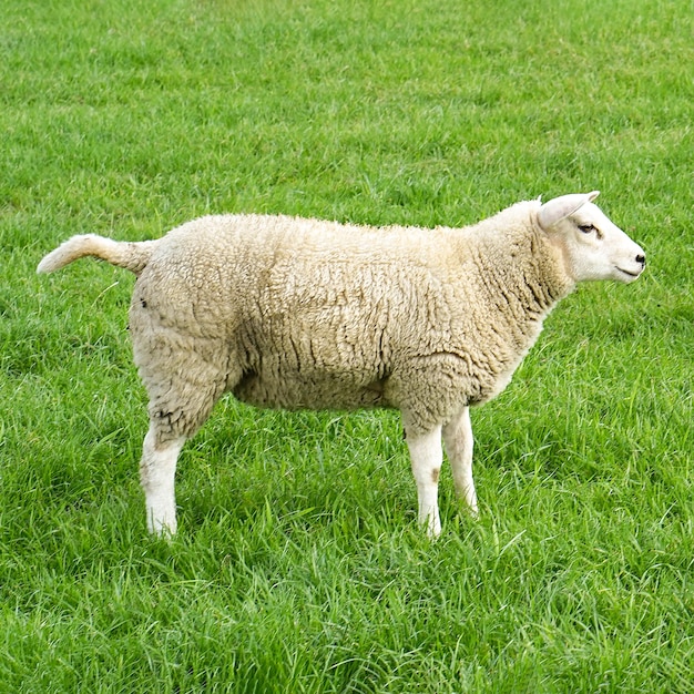 Schafe auf der grünen Wiese