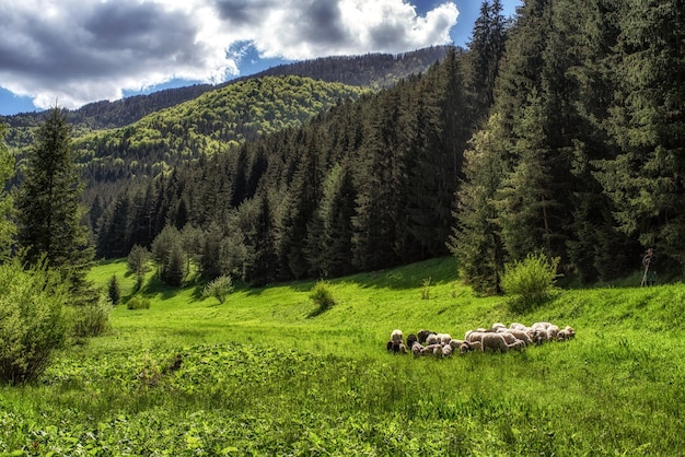 Schafe auf der Weide im Cutkovska-Tal