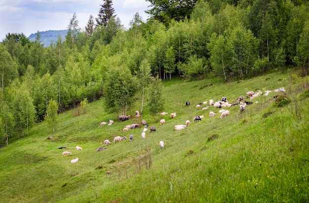 Schafe auf der Weide in den Bergen