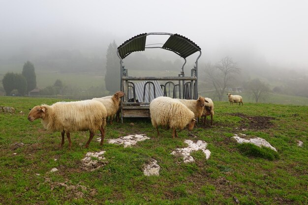 Schafe auf der Wiese Schafe, die Gras auf dem Feld von Spanien fressen Schafe mit Wolle weiße Schafe