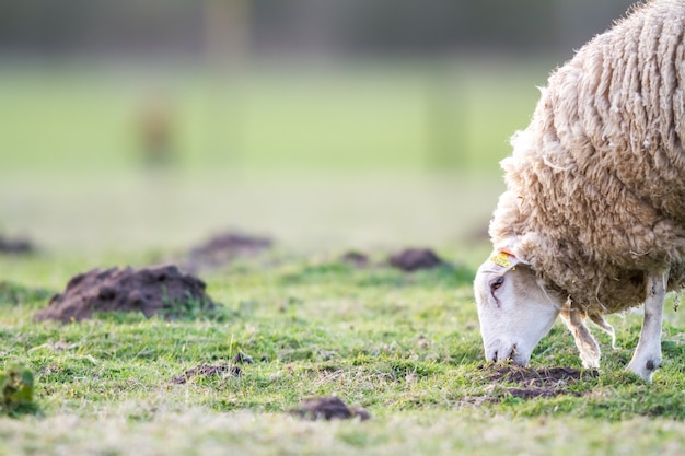 Schafe auf der wiese