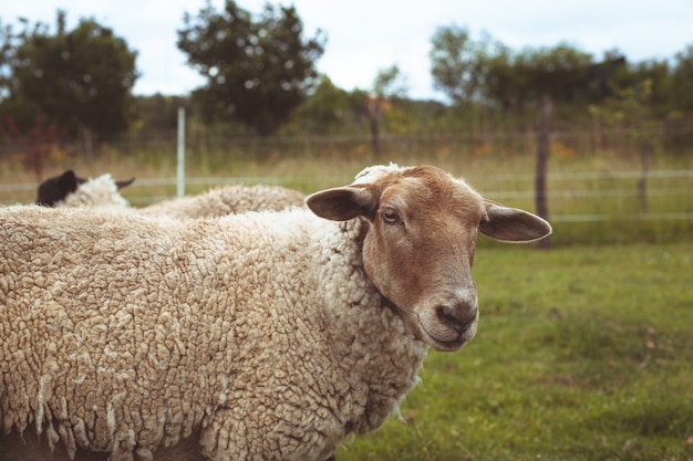 Schafe auf einem Bauernhof für Wolle und Fleisch.