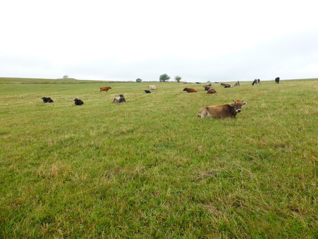 Schafe auf einem Feld