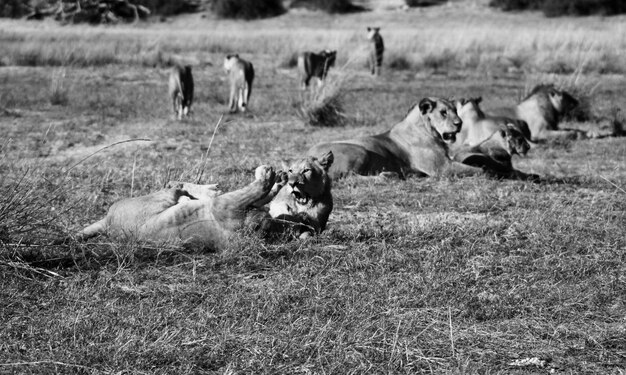 Foto schafe auf einem feld