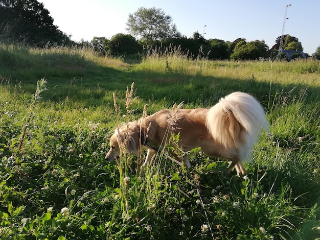 Foto schafe auf einem feld