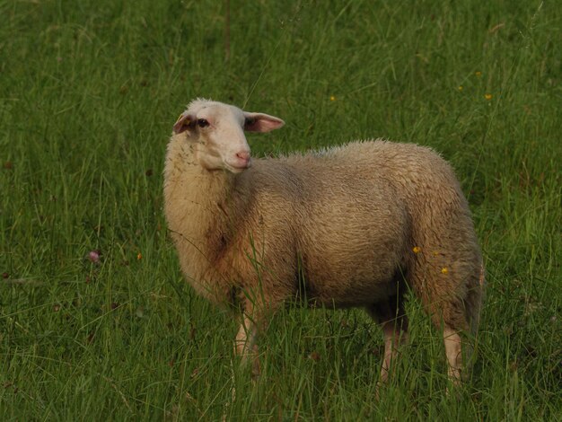 Schafe auf einem Feld