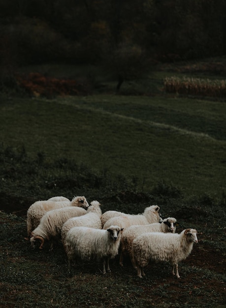 Schafe auf einem Feld