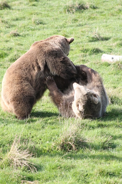 Foto schafe auf einem feld