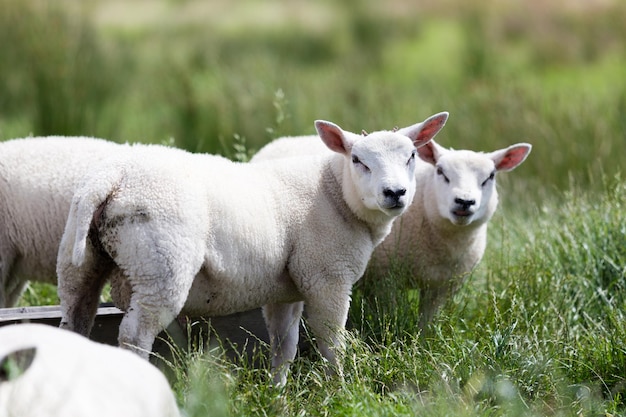 Schafe auf einem grasbewachsenen Feld