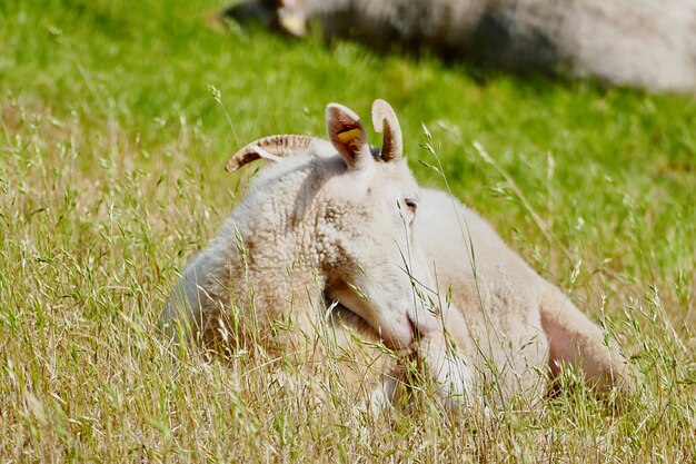 Schafe auf einem grasigen Feld
