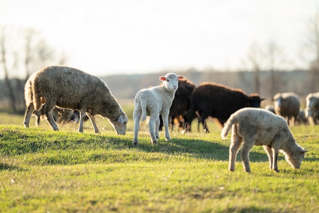 Schafe auf einem grünen Feld Ein süßes kleines Lamm, das in die Kamera schaut