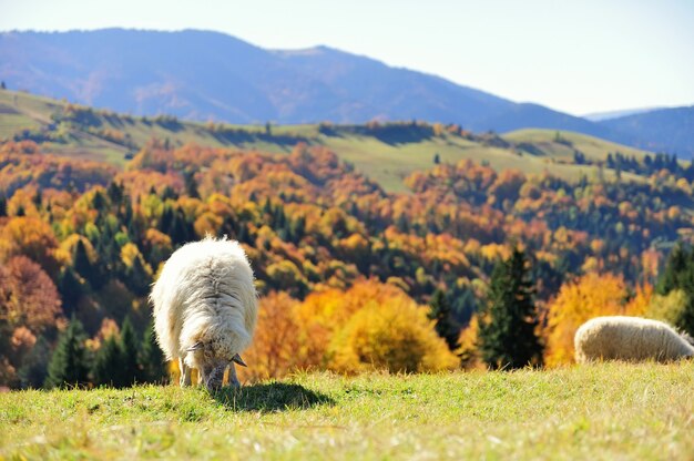 Schafe auf einem Herbstfeld