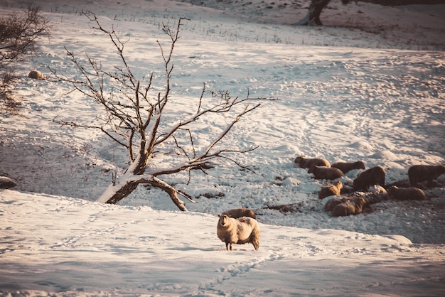 Foto schafe auf einem schneebedeckten feld