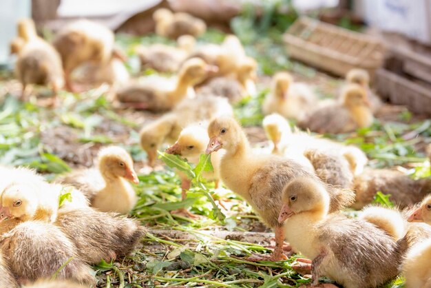 Foto schafe auf einer farm