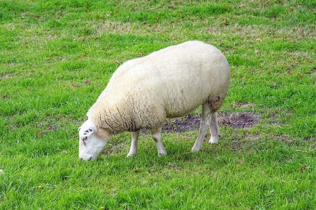 Schafe auf einer Wiese auf grünem Gras